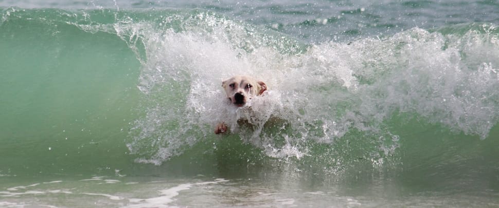 Wet, Beach, Water, Play, Surf, Wave, Dog, dog, pets preview