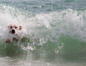Wet, Beach, Water, Play, Surf, Wave, Dog, dog, pets thumbnail
