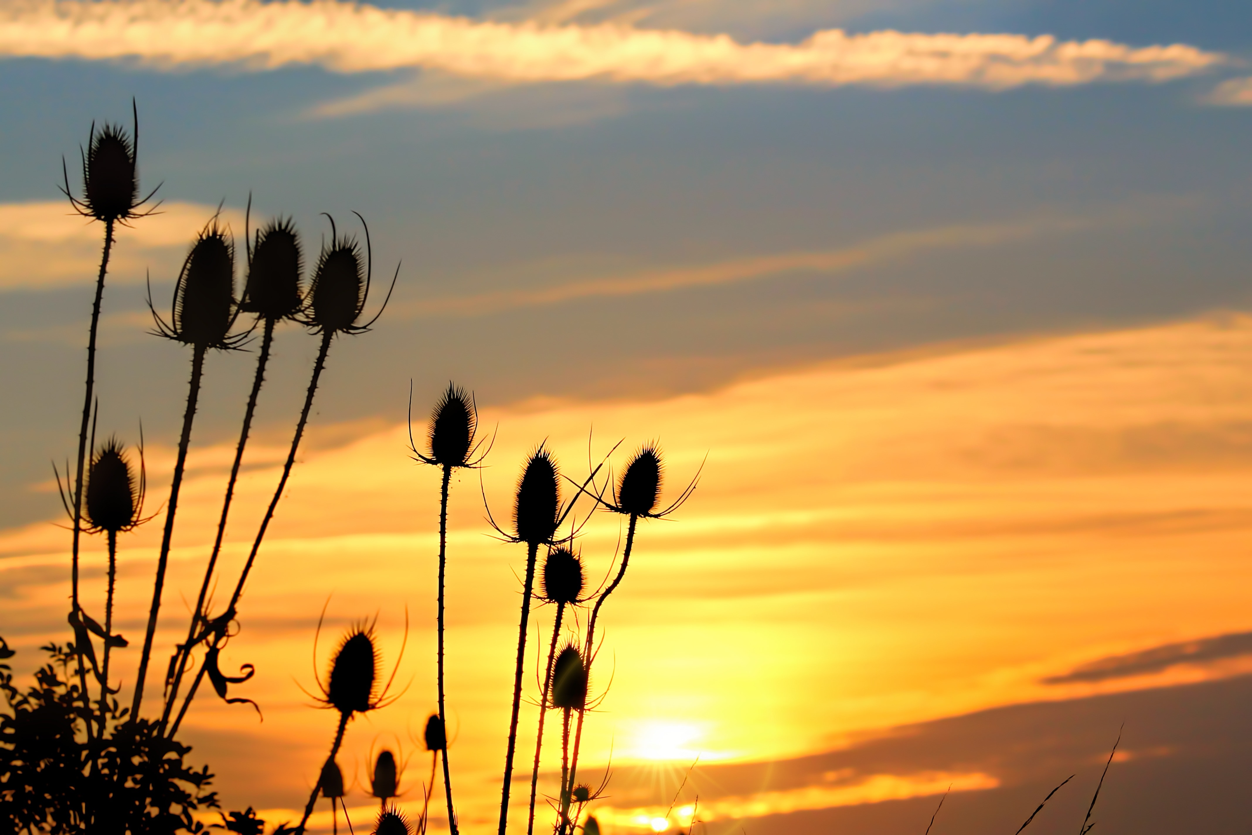 silhouette of thistle floers