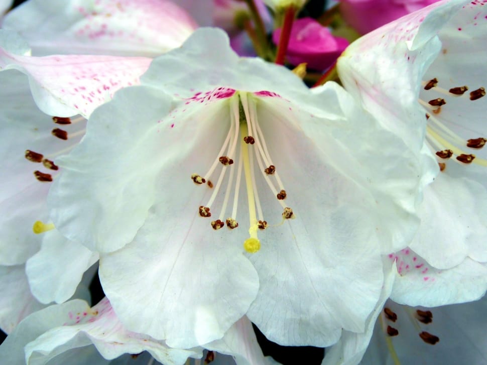 white petaled flower preview
