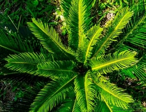 close up photography of green sago palm thumbnail