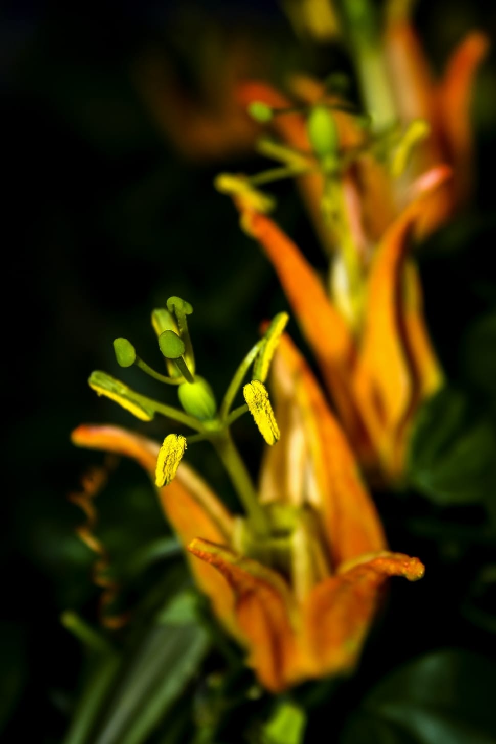 orange lilies preview