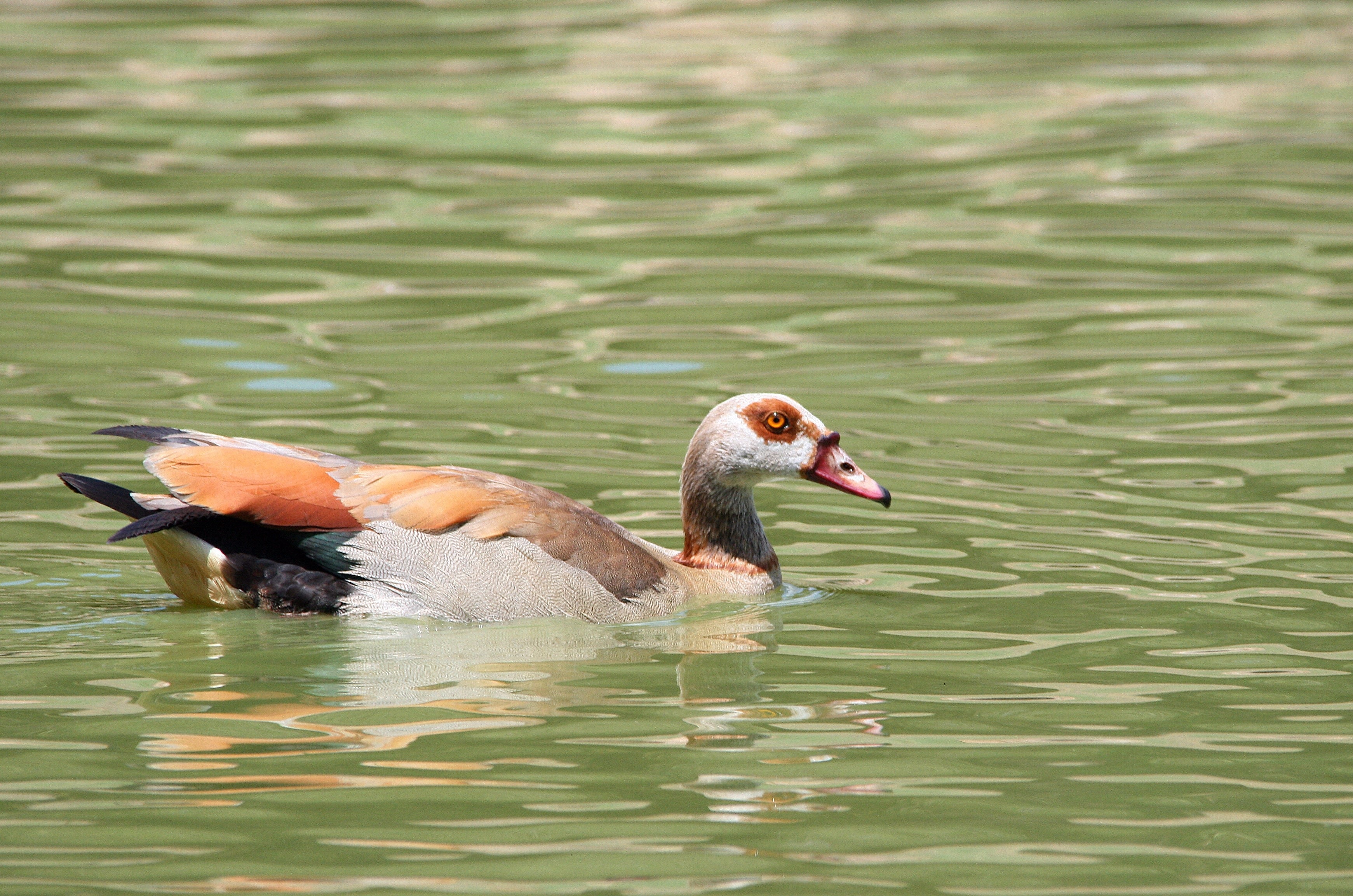 grey black and yellow duck animal