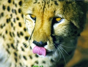 cheetah thumbnail
