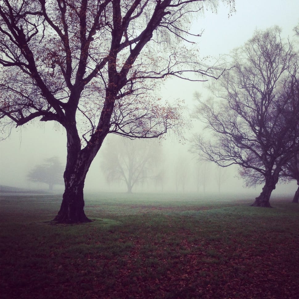 leafless tree preview