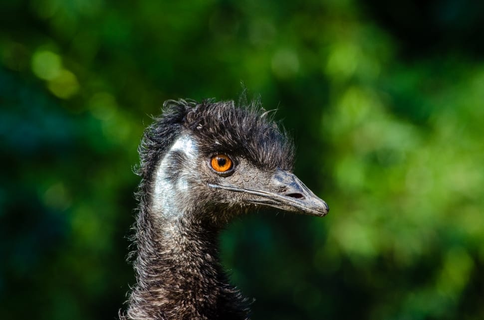 Emu bird preview