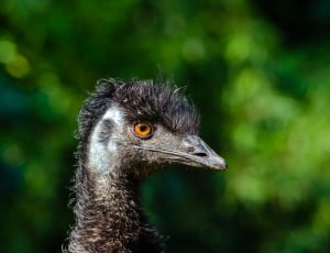 Emu bird thumbnail