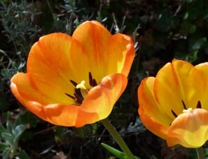 2 orange and yellow petal flowers thumbnail