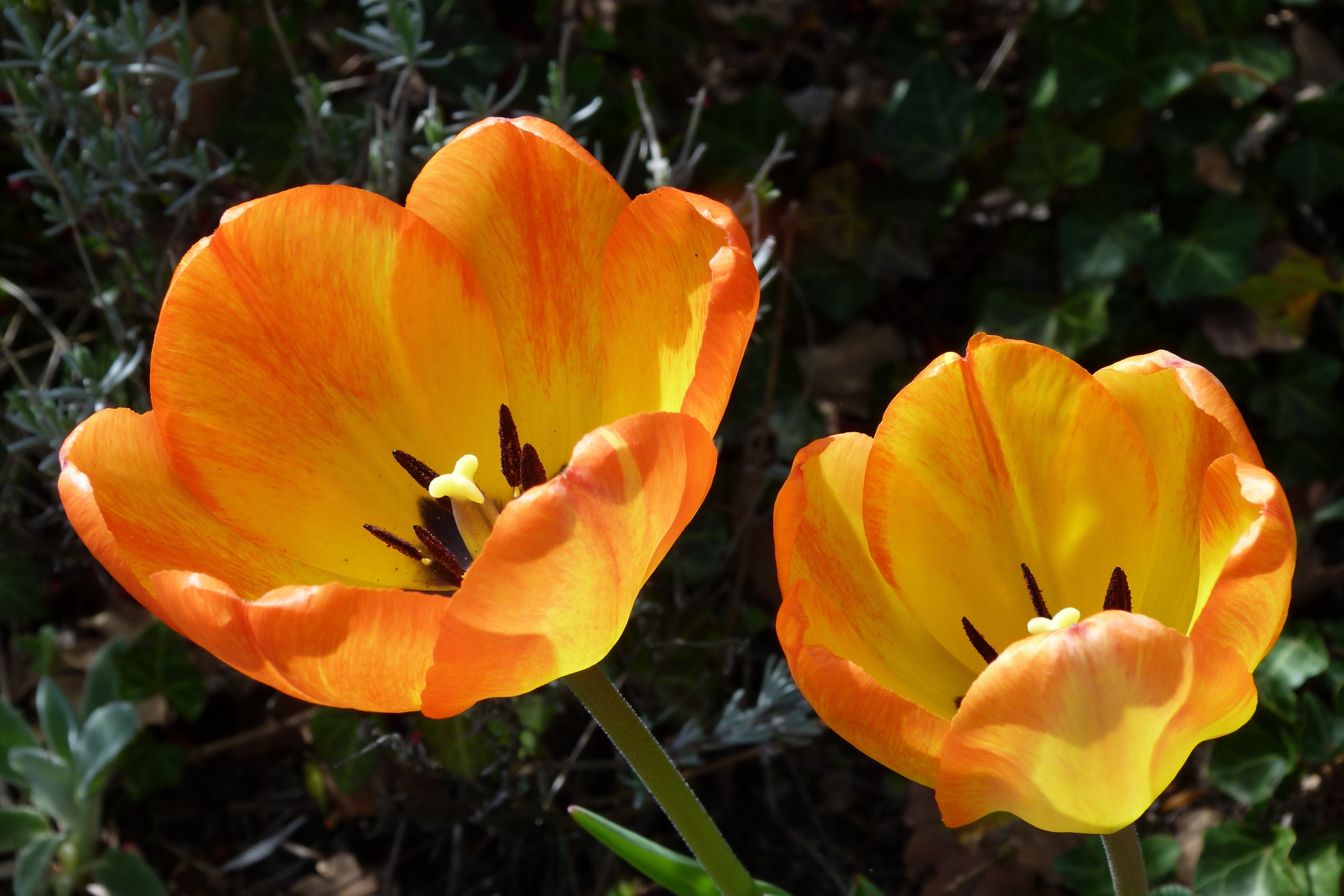 2 orange and yellow petal flowers