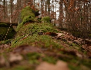 Forest, Green, Nature, Moss, Log, Tree, forest, nature thumbnail