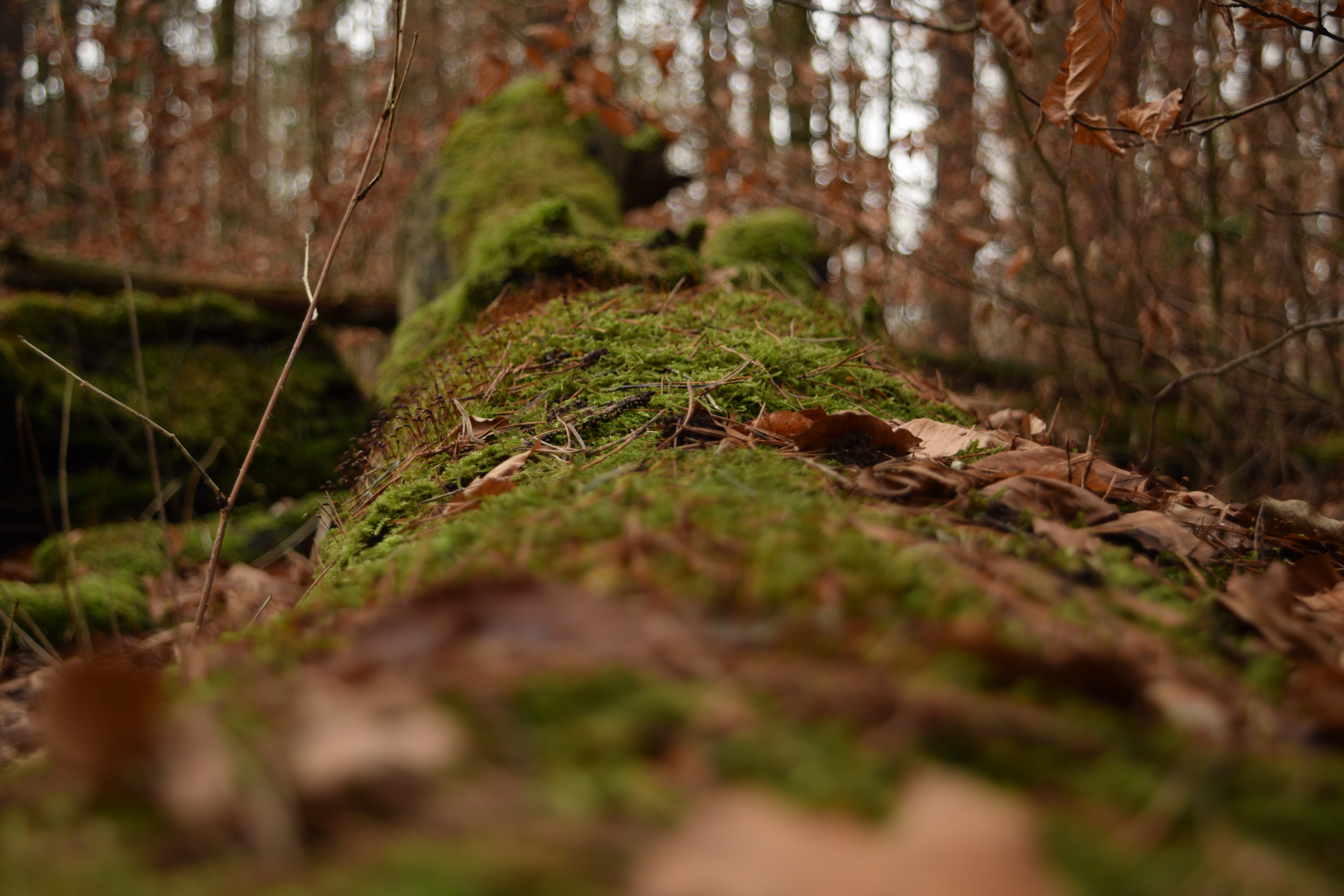 Forest, Green, Nature, Moss, Log, Tree, forest, nature