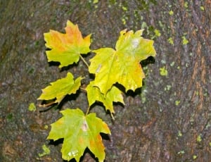 Green, Autumn, Log, Maple Leaves, Tree, leaf, day thumbnail