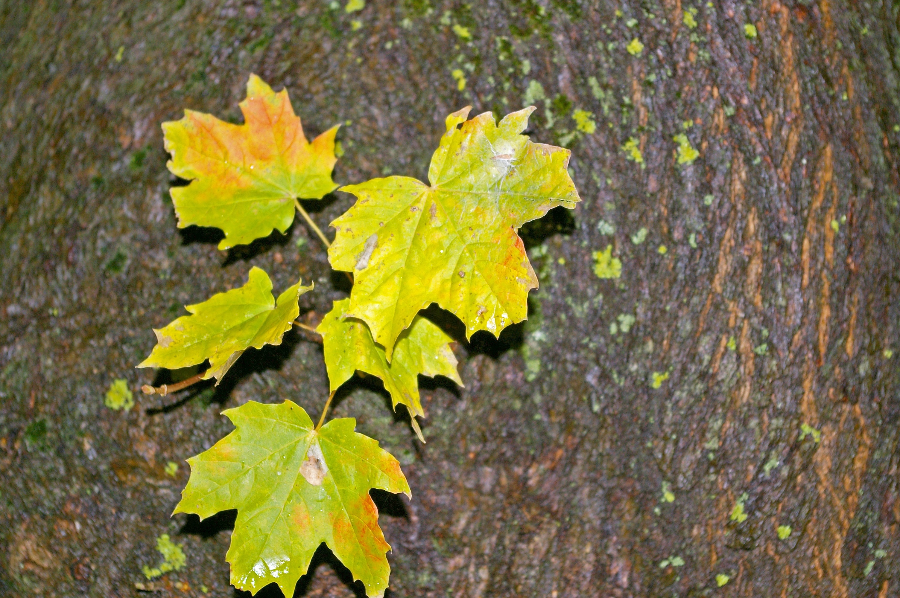 Green, Autumn, Log, Maple Leaves, Tree, leaf, day