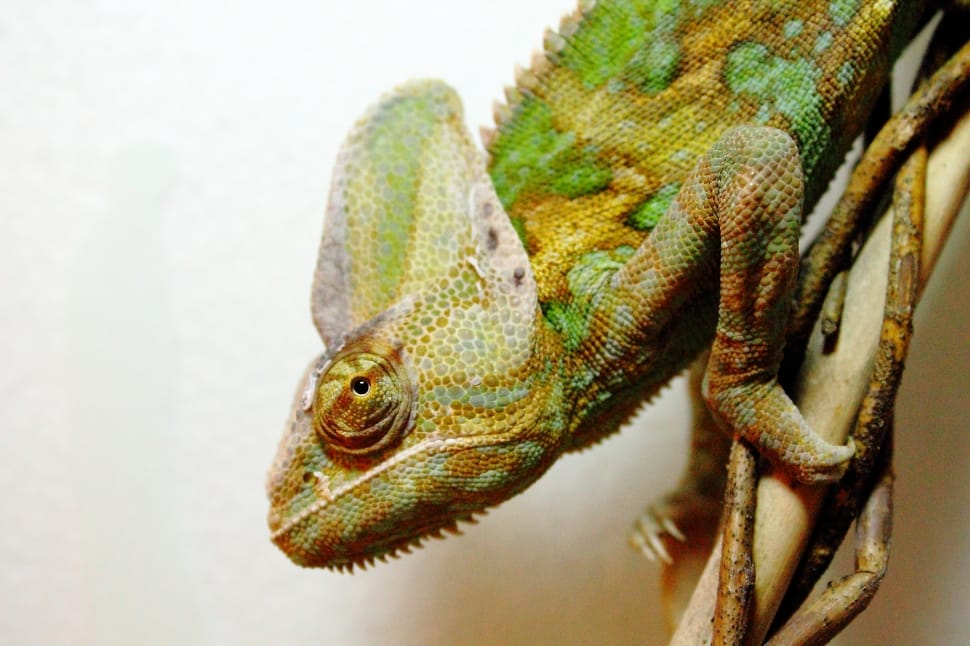 Chamaeleo Calyptratus, Yemen Chameleon, one animal, animal wildlife preview