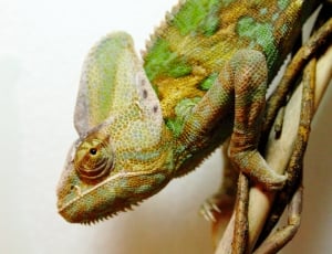 Chamaeleo Calyptratus, Yemen Chameleon, one animal, animal wildlife thumbnail