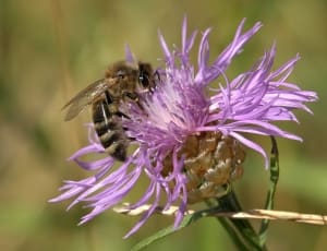 purple petaled flower with carpenter bee thumbnail