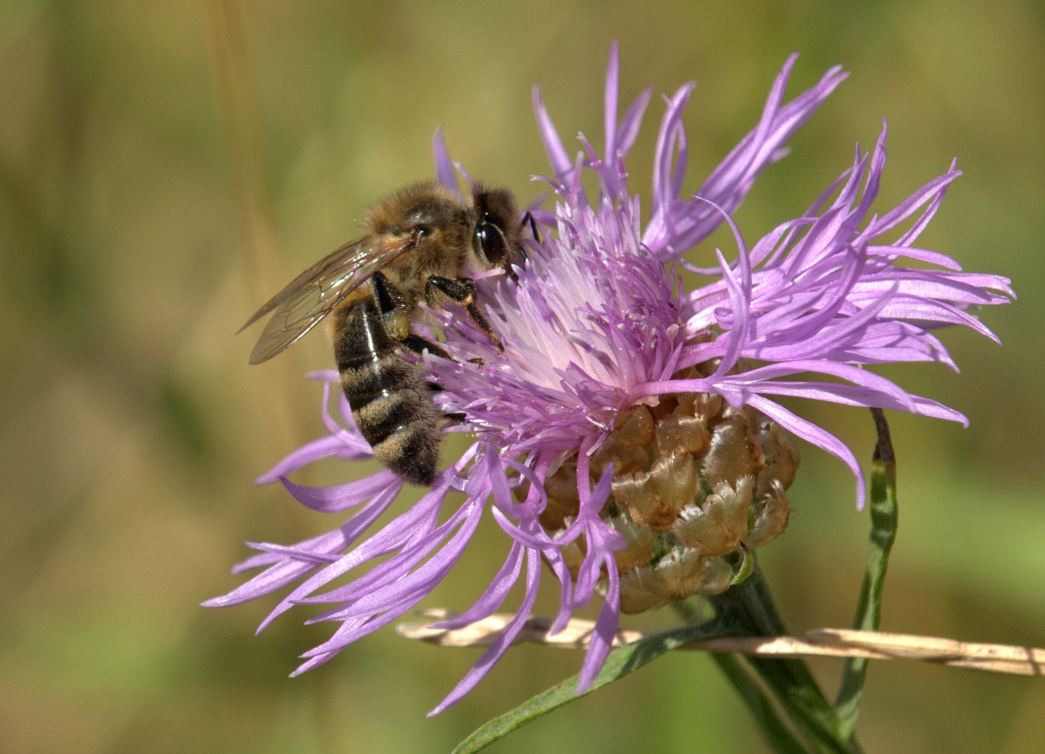 purple petaled flower with carpenter bee