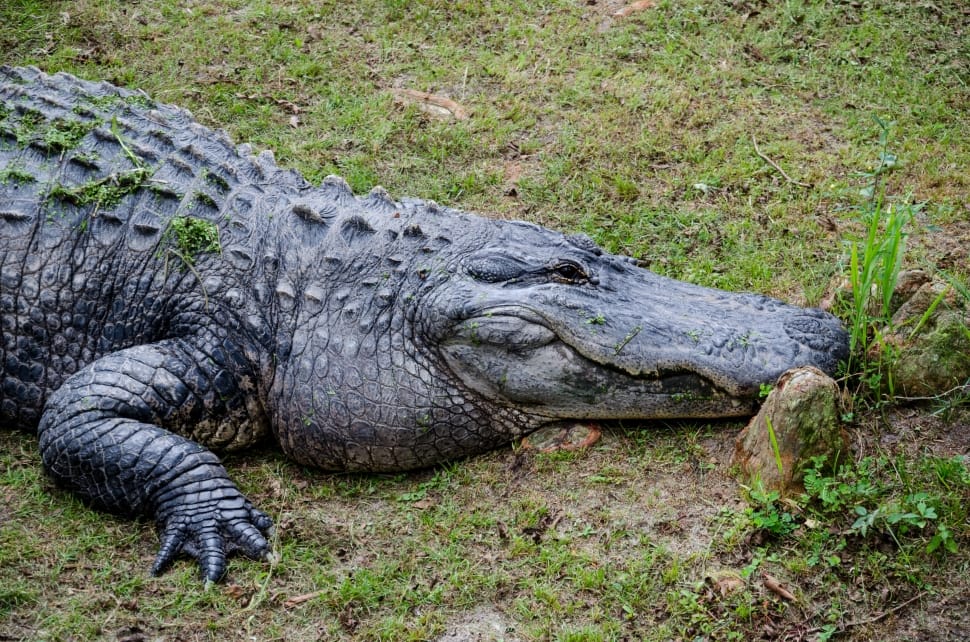 gray and black crocodile preview