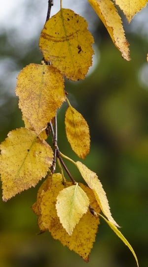 yellow dried leaves thumbnail