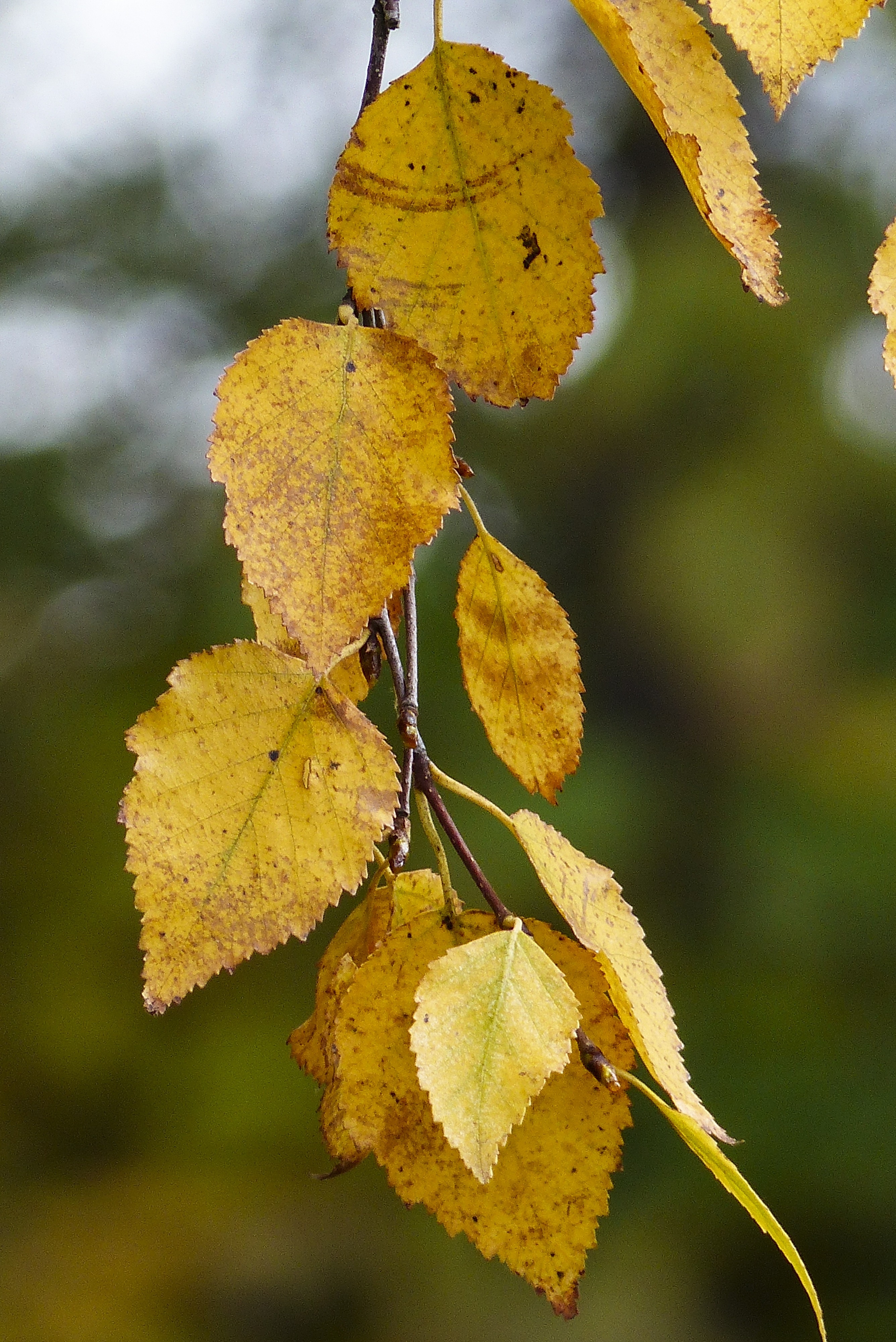 yellow dried leaves