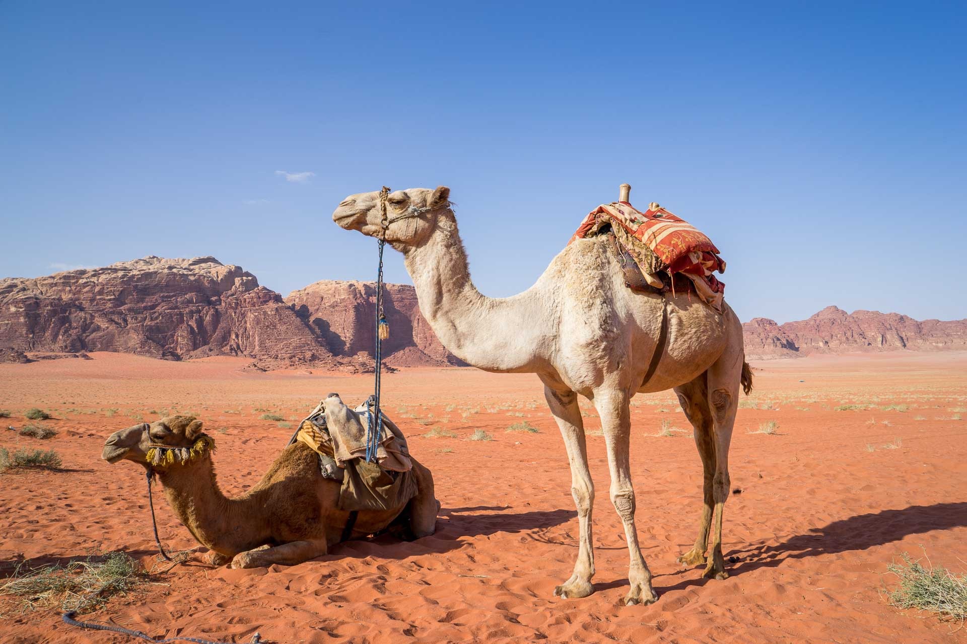 Travel, Camel, Jordan, Wadi Rum, Desert, desert, camel