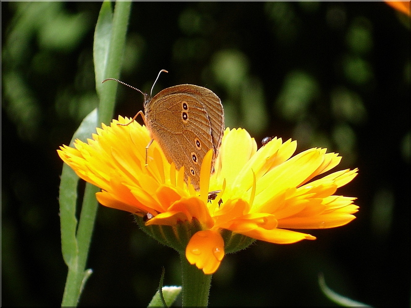 brown butterfly