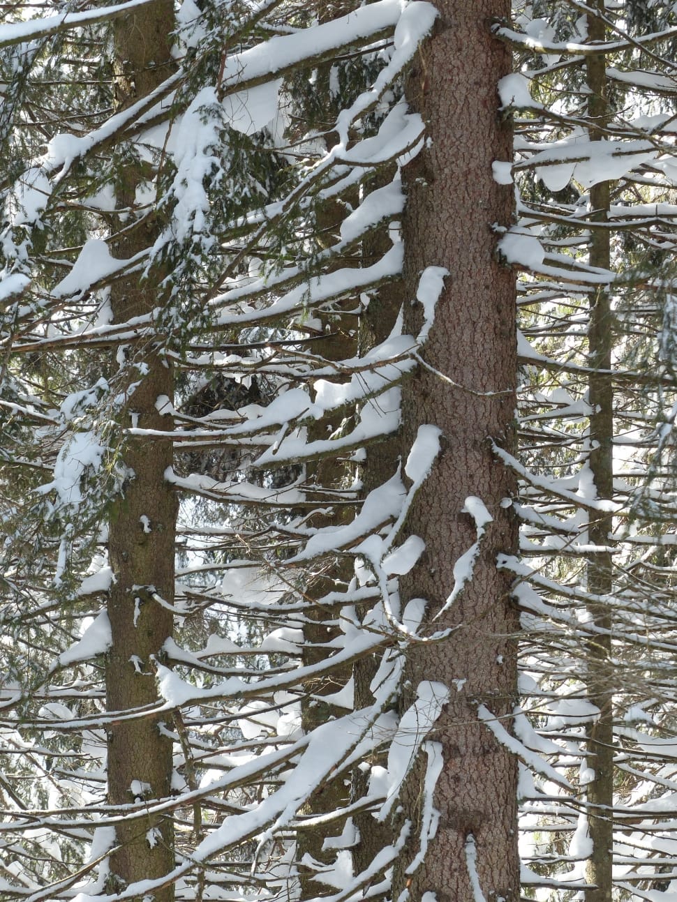 Winter, Trees, Fir, Snowy, Snow, Firs, snow, tree preview
