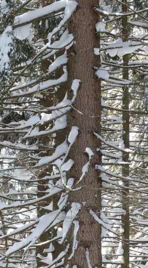 Winter, Trees, Fir, Snowy, Snow, Firs, snow, tree thumbnail