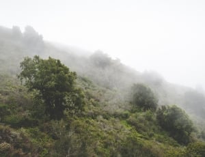 green trees covered with fogs during daytime thumbnail
