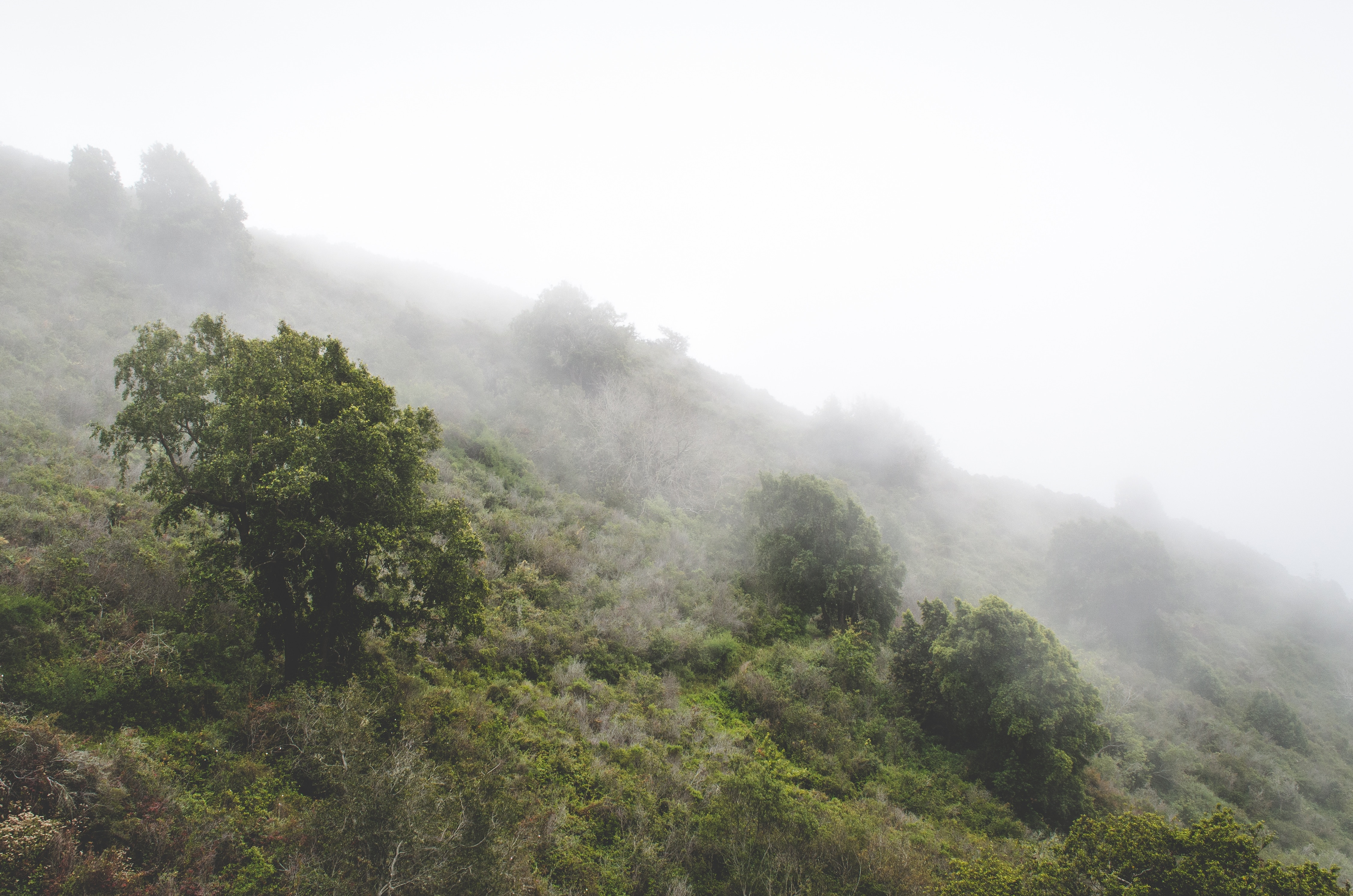 green trees covered with fogs during daytime