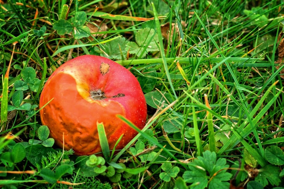 Windfall, Fruit, Apple, Autumn, Rot, grass, fruit preview
