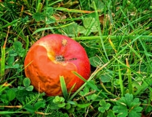 Windfall, Fruit, Apple, Autumn, Rot, grass, fruit thumbnail