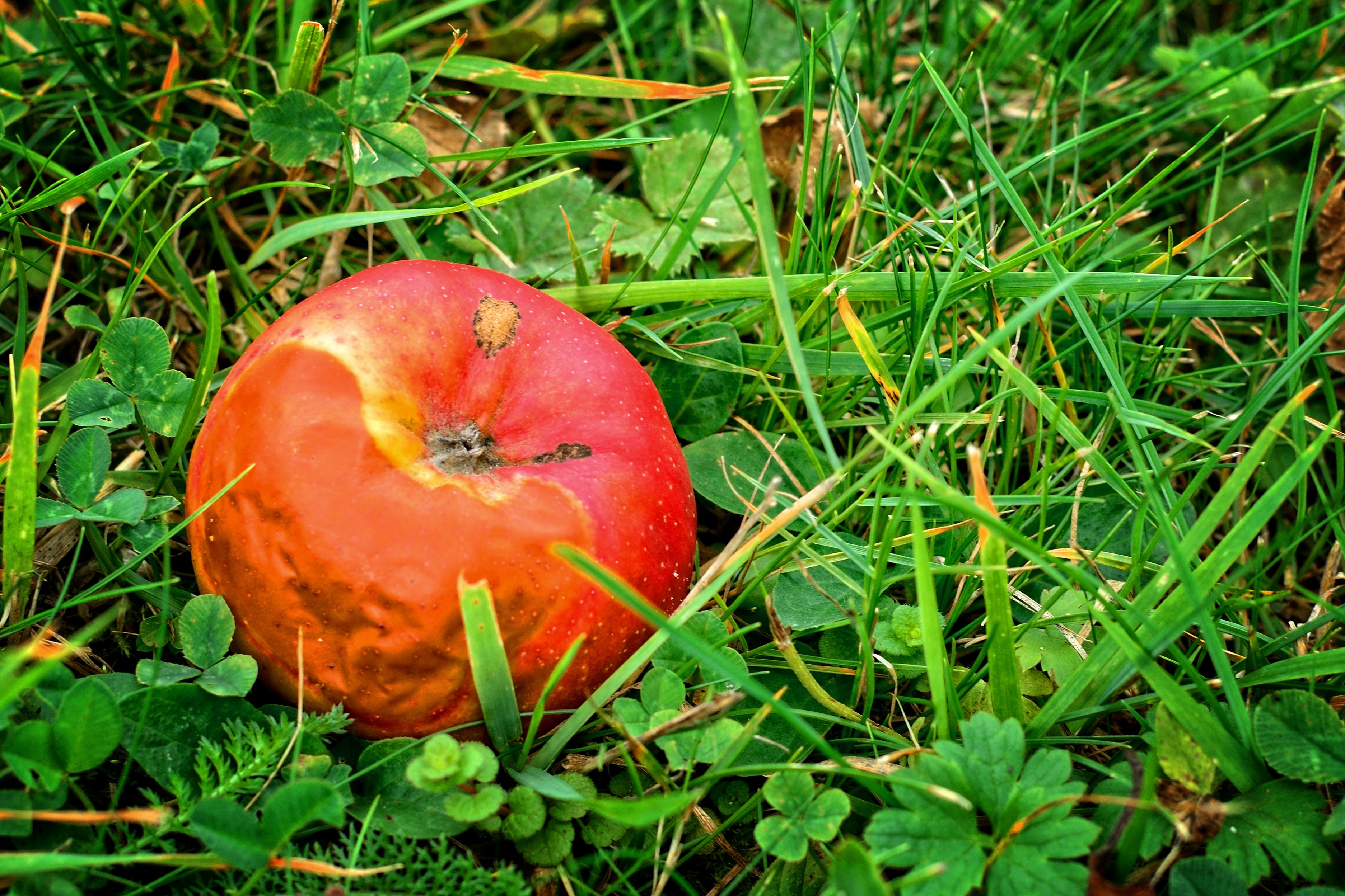 Windfall, Fruit, Apple, Autumn, Rot, grass, fruit
