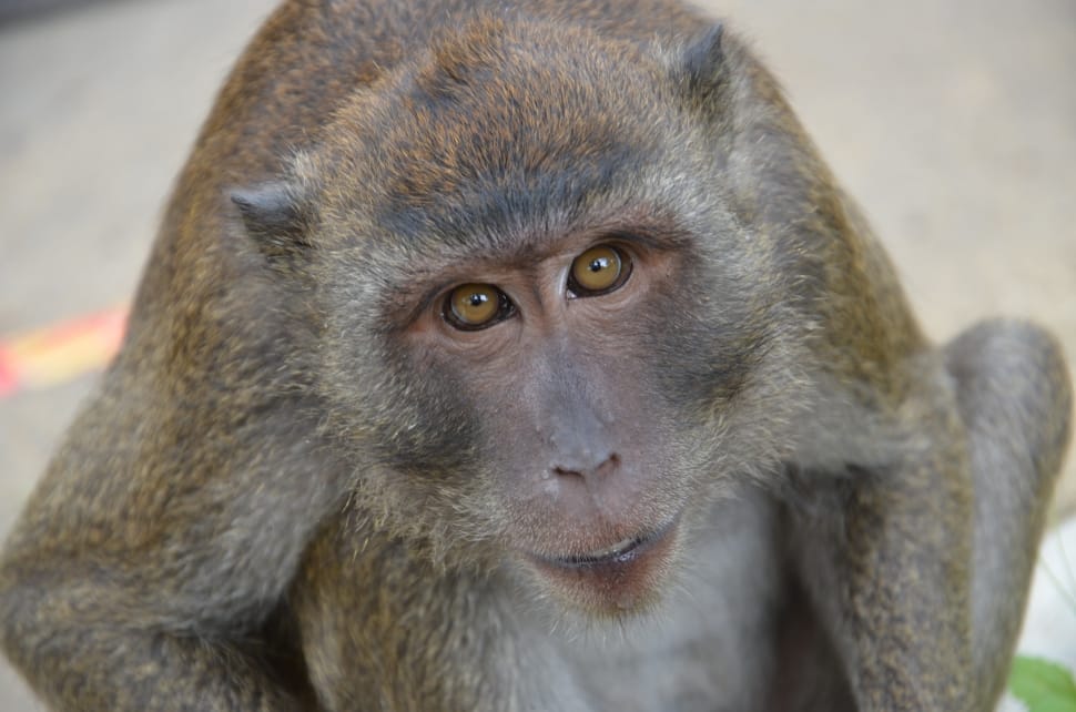 gray and brown monkey preview