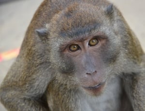 gray and brown monkey thumbnail