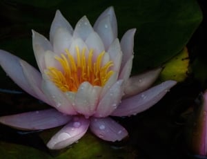 white and pink lotus flower thumbnail