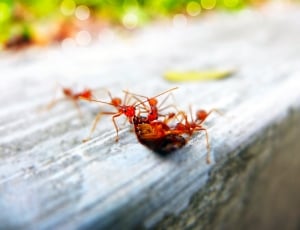 group of ants thumbnail