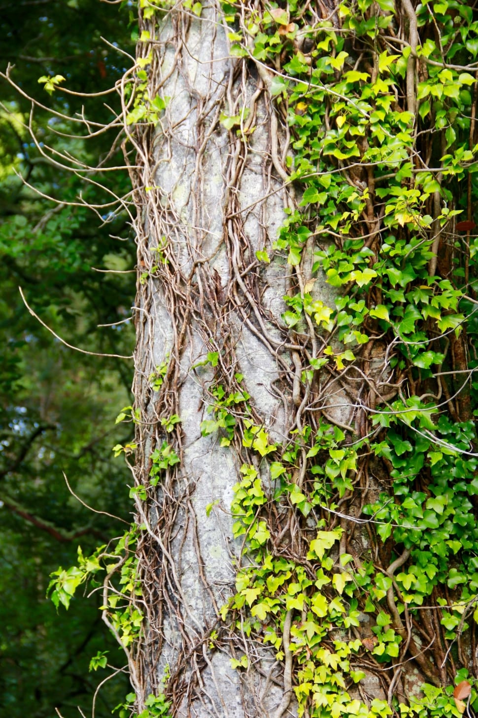 Natural, Trunk, Bark, Nature, Tree, tree, tree trunk preview