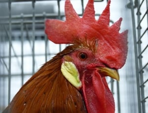 red french rooster in gray metal cage thumbnail