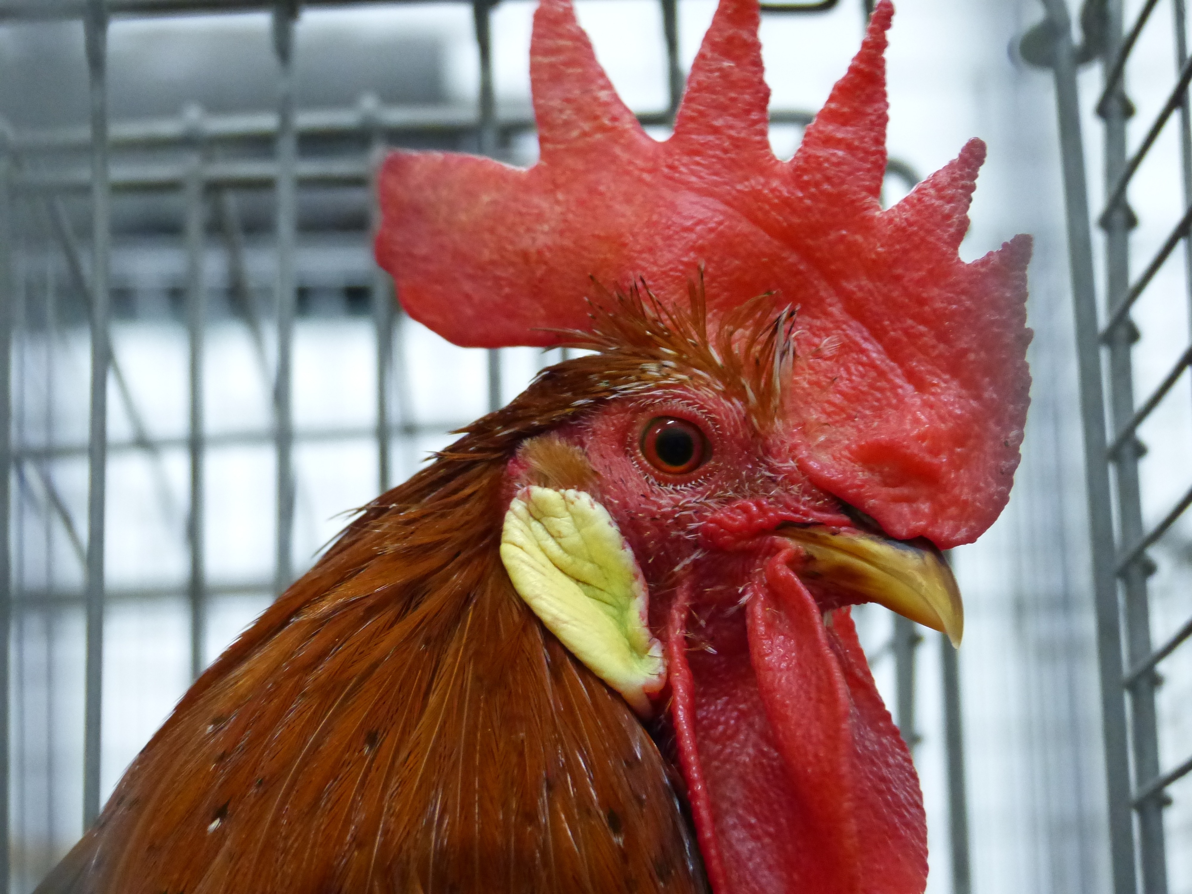 red french rooster in gray metal cage