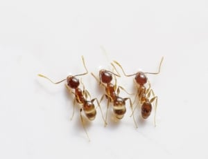3 brown ants thumbnail