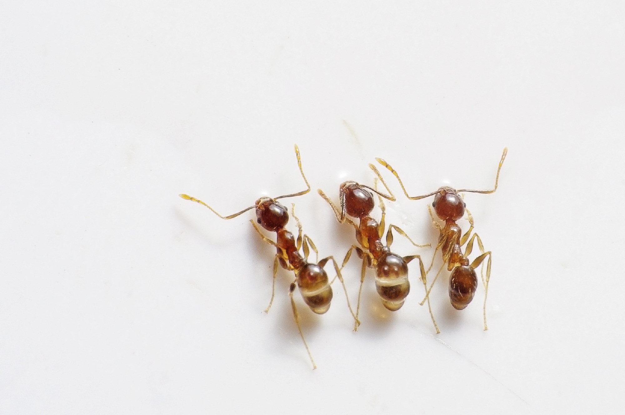 3 brown ants