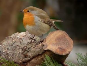 Foraging, Robin, Bird, Close, Garden, one animal, bird thumbnail