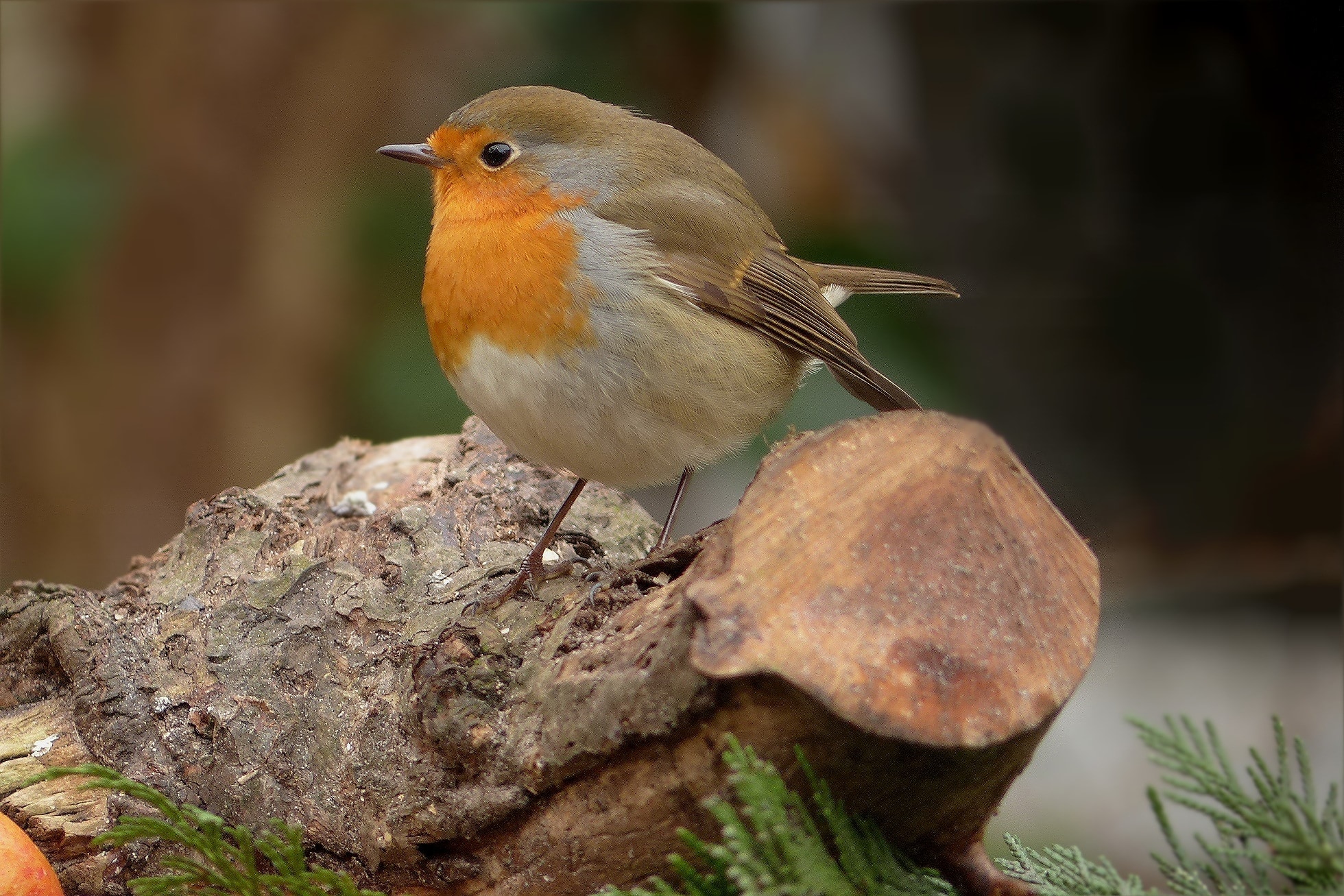 Foraging, Robin, Bird, Close, Garden, one animal, bird