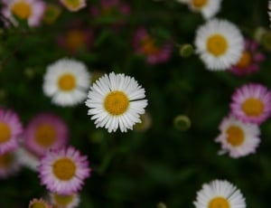 white yellow and pink flowers thumbnail