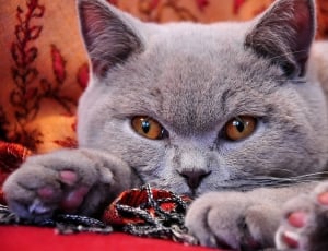 russian blue cat thumbnail