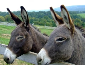 two gray donkey on green grass field during daytime thumbnail