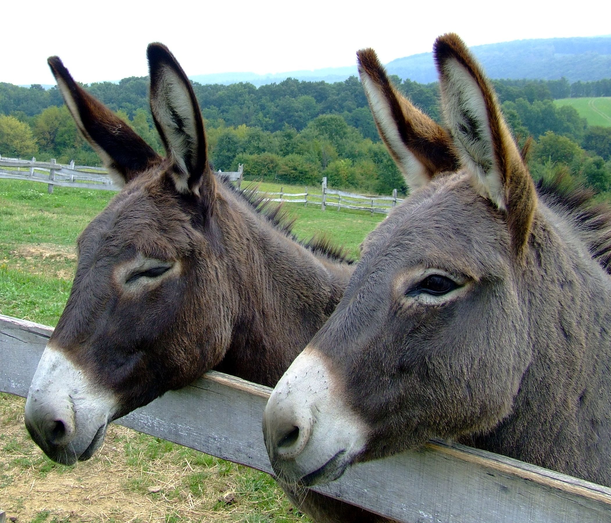 two gray donkey on green grass field during daytime
