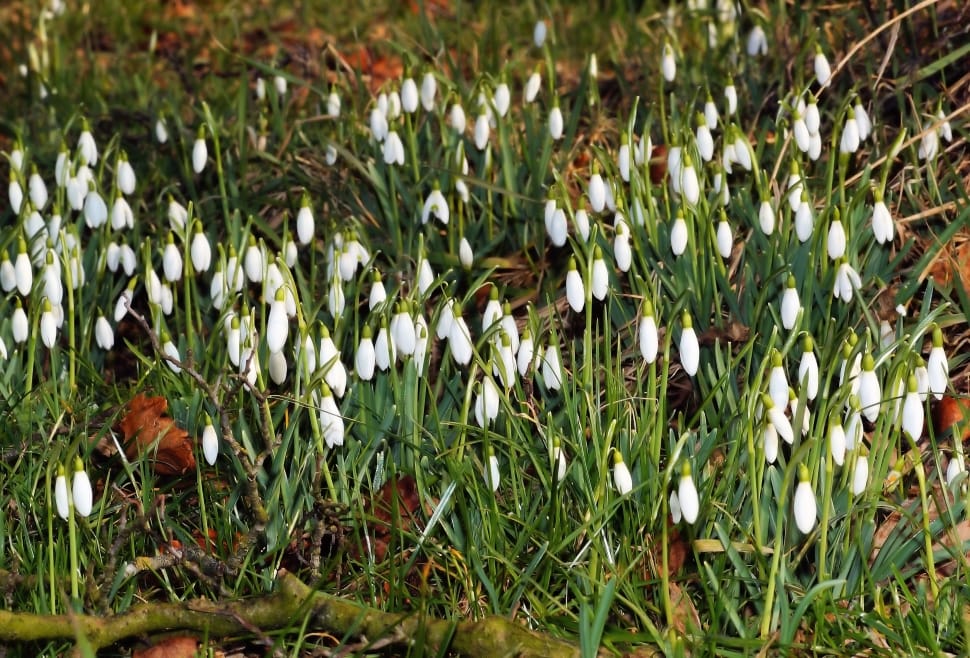 Snowdrop, Bloom, White, Flowers, Nature, grass, nature preview