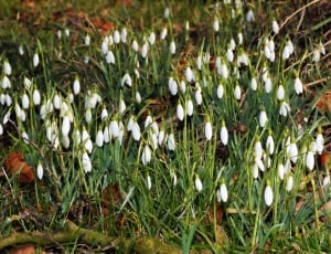 Snowdrop, Bloom, White, Flowers, Nature, grass, nature thumbnail